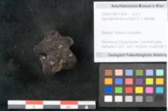 Foto (Objekt + Etikett) von Spondylostrobus smythii F.V. Mueller (NHMW-GEO-2024-0188-10406)